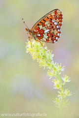 Silberfleck-Perlmuttfalter - Boloria euphrosyne