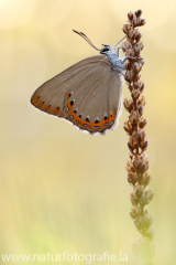 732 Spanischer Blauer Zipfelfalter - Laeosopis roboris