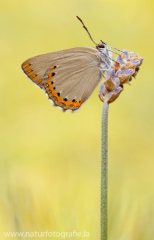 733 Spanischer Blauer Zipfelfalter - Laeosopis roboris