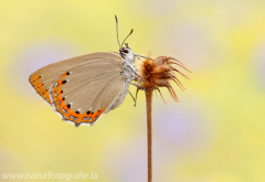 735 Spanischer Blauer Zipfelfalter - Laeosopis roboris