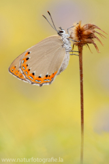 736 Spanischer Blauer Zipfelfalter - Laeosopis roboris