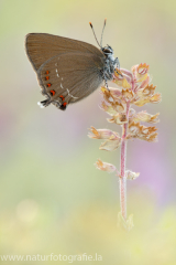 868 Spanischer Eichenzipfelfalter - satyrium esculi