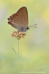 869 Spanischer Eichenzipfelfalter - satyrium esculi