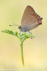 Spanischer Eichenzipfelfalter - satyrium esculi