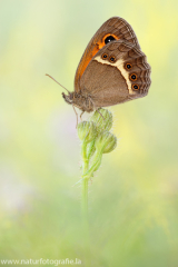 Spanisches Ochsenauge - Pyronia bathseba