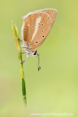 888 Weißdolch-Bläuling - Polyommatus damon ♀