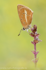 Weißdolch-Bläuling - Polyommatus damon