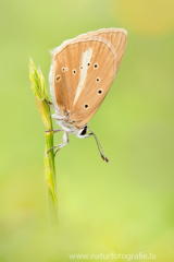 890 Weißdolch-Bläuling - Polyommatus damon ♀