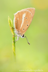 Weißdolch-Bläuling - Polyommatus damon