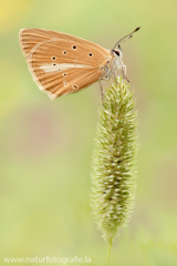 Weißdolch-Bläuling - Polyommatus damon