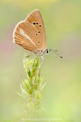 892 Weißdolch-Bläuling - Polyommatus damon ♀