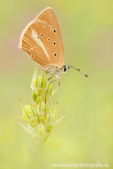 Weißdolch-Bläuling - Polyommatus damon