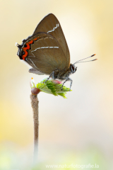 830 Ulmen-Zipfelfalter - Satyrium w-album