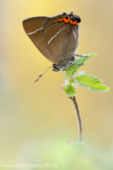 831 Ulmen-Zipfelfalter - Satyrium w-album