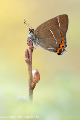 832 Ulmen-Zipfelfalter - Satyrium w-album