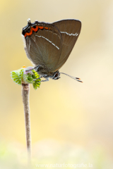 833 Ulmen-Zipfelfalter - Satyrium w-album