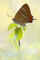 834 Ulmen-Zipfelfalter - Satyrium w-album