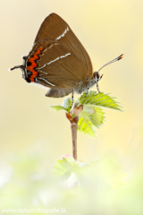 836 Ulmen-Zipfelfalter - Satyrium w-album