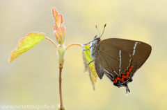 835 Ulmen-Zipfelfalter - Satyrium w-album