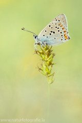 418 Violetter Feuerfalter - Lycaena alciphron