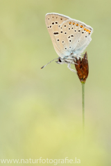 419 Violetter Feuerfalter - Lycaena alciphron