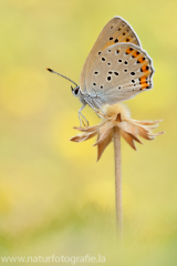 731 Violetter Feuerfalter - Lycaena alciphron