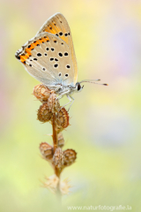 Violetter Feuerfalter - Lycaena alciphron ssp.gordius