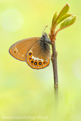 714 Wald-Wiesenvögelchen - Coenonympha hero