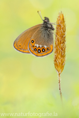 715 Wald-Wiesenvögelchen - Coenonympha hero