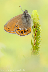 716 Wald-Wiesenvögelchen - Coenonympha hero