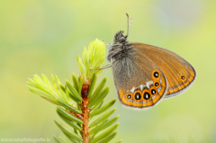 Insekten &raquo; Schmetterlinge, Nachtfalter