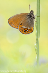 719 Wald-Wiesenvögelchen - Coenonympha hero