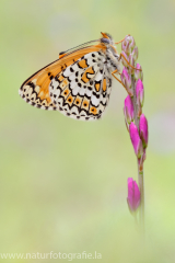 857 Wegerich-Scheckenfalter - Melitaea cinxia