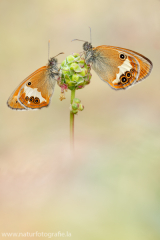 Weißbindiges Wiesenvögelchen - Coenonympha arcania