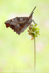 794 Zürgelbaumfalter - Libythea celtis