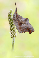 795 Zürgelbaumfalter - Libythea celtis