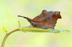 796 Zürgelbaumfalter - Libythea celtis