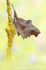 798 Zürgelbaumfalter - Libythea celtis