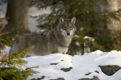 Nationalpark Bayer. Wald &raquo; Wolf