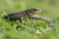 50 Zauneidechse - Lacerta agilis