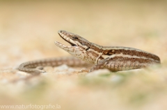 83 Mauereidechse - Podarcis muralis