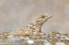 121 Mauergecko - Tarentola mauritanica