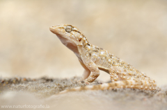 Mauergecko - Tarentola mauritanica