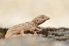 Mauergecko - Tarentola mauritanica