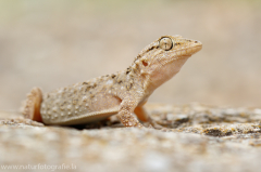 Mauergecko - Tarentola mauritanica