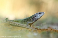 7 Smaragdeidechse - Lacerta viridis