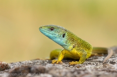 11 Smaragdeidechse - Lacerta viridis