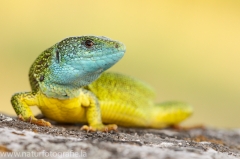 12 Smaragdeidechse - Lacerta viridis