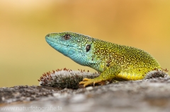 13 Smaragdeidechse - Lacerta viridis