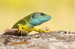 14 Smaragdeidechse - Lacerta viridis